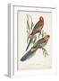 Tropical Parrots II-John Gould-Framed Art Print