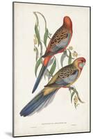 Tropical Parrots II-John Gould-Mounted Art Print