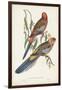 Tropical Parrots II-John Gould-Framed Art Print