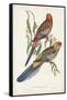 Tropical Parrots II-John Gould-Framed Stretched Canvas