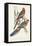 Tropical Parrots II-John Gould-Framed Stretched Canvas