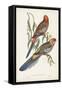 Tropical Parrots II-John Gould-Framed Stretched Canvas