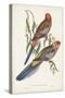 Tropical Parrots II-John Gould-Stretched Canvas