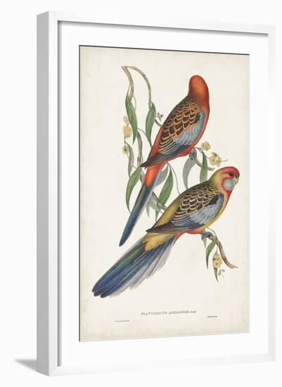 Tropical Parrots II-John Gould-Framed Art Print