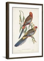 Tropical Parrots II-John Gould-Framed Art Print