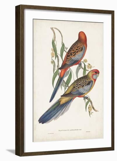 Tropical Parrots II-John Gould-Framed Art Print