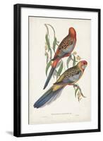 Tropical Parrots II-John Gould-Framed Art Print