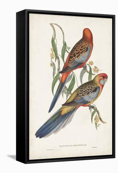 Tropical Parrots II-John Gould-Framed Stretched Canvas