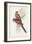 Tropical Parrots III-John Gould-Framed Art Print