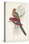 Tropical Parrots III-John Gould-Stretched Canvas