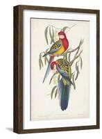 Tropical Parrots IV-John Gould-Framed Art Print