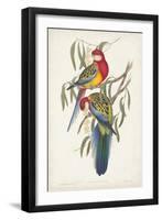 Tropical Parrots IV-John Gould-Framed Art Print