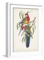 Tropical Parrots IV-John Gould-Framed Art Print