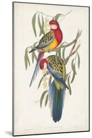 Tropical Parrots IV-John Gould-Mounted Art Print