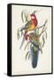 Tropical Parrots IV-John Gould-Framed Stretched Canvas