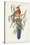 Tropical Parrots IV-John Gould-Stretched Canvas