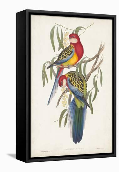 Tropical Parrots IV-John Gould-Framed Stretched Canvas