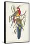 Tropical Parrots IV-John Gould-Framed Stretched Canvas