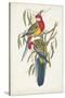 Tropical Parrots IV-John Gould-Stretched Canvas