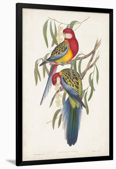 Tropical Parrots IV-John Gould-Framed Art Print