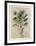 Tropical Persuasion II-Welby-Framed Art Print