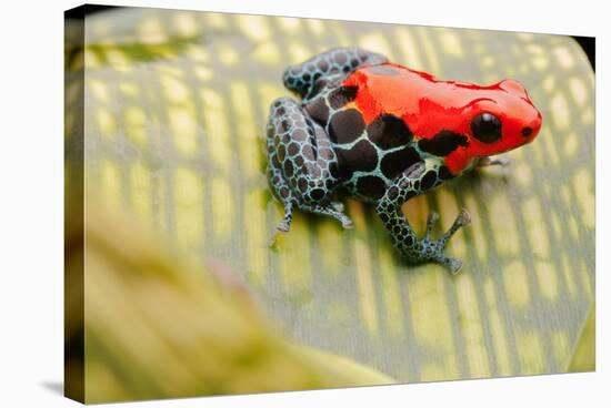Tropical Pet Frog, Ranitomeya Amazonica-kikkerdirk-Stretched Canvas