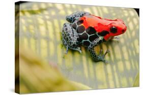 Tropical Pet Frog, Ranitomeya Amazonica-kikkerdirk-Stretched Canvas