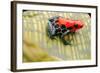 Tropical Pet Frog, Ranitomeya Amazonica-kikkerdirk-Framed Photographic Print