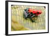 Tropical Pet Frog, Ranitomeya Amazonica-kikkerdirk-Framed Photographic Print