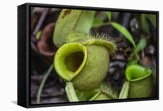 Tropical Pitcher Plant (Nepenthes Spp, Malaysia-Michael Nolan-Framed Stretched Canvas