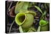 Tropical Pitcher Plant (Nepenthes Spp, Malaysia-Michael Nolan-Stretched Canvas