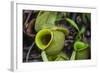 Tropical Pitcher Plant (Nepenthes Spp, Malaysia-Michael Nolan-Framed Photographic Print