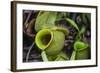 Tropical Pitcher Plant (Nepenthes Spp, Malaysia-Michael Nolan-Framed Photographic Print