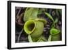 Tropical Pitcher Plant (Nepenthes Spp, Malaysia-Michael Nolan-Framed Photographic Print
