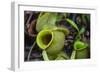 Tropical Pitcher Plant (Nepenthes Spp, Malaysia-Michael Nolan-Framed Photographic Print