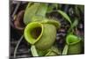 Tropical Pitcher Plant (Nepenthes Spp, Malaysia-Michael Nolan-Mounted Photographic Print