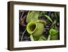 Tropical Pitcher Plant (Nepenthes Spp, Malaysia-Michael Nolan-Framed Photographic Print