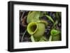 Tropical Pitcher Plant (Nepenthes Spp, Malaysia-Michael Nolan-Framed Photographic Print