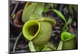 Tropical Pitcher Plant (Nepenthes Spp, Malaysia-Michael Nolan-Mounted Photographic Print