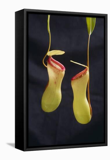 Tropical Pitcher Plant-DLILLC-Framed Stretched Canvas