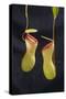 Tropical Pitcher Plant-DLILLC-Stretched Canvas