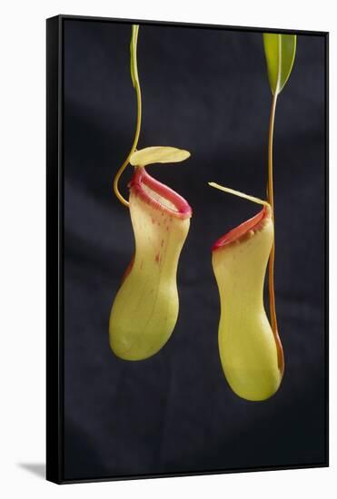 Tropical Pitcher Plant-DLILLC-Framed Stretched Canvas