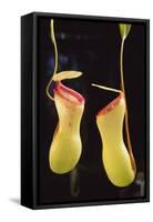 Tropical Pitcher Plant-DLILLC-Framed Stretched Canvas