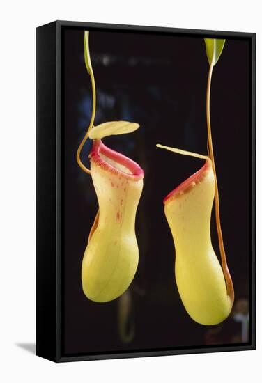 Tropical Pitcher Plant-DLILLC-Framed Stretched Canvas