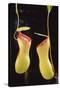 Tropical Pitcher Plant-DLILLC-Stretched Canvas