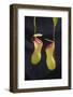 Tropical Pitcher Plant-DLILLC-Framed Photographic Print