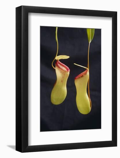 Tropical Pitcher Plant-DLILLC-Framed Photographic Print