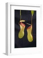 Tropical Pitcher Plant-DLILLC-Framed Photographic Print