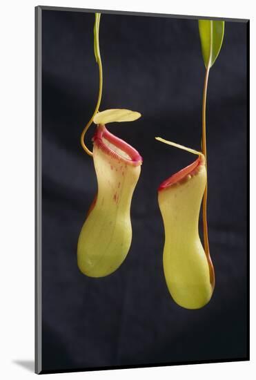 Tropical Pitcher Plant-DLILLC-Mounted Photographic Print