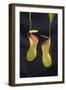 Tropical Pitcher Plant-DLILLC-Framed Photographic Print